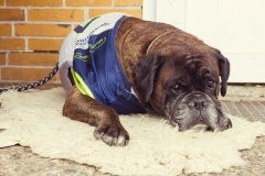 srp_schwalmstadt-warriors-20170521_174