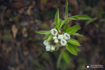 srp_kunsthandwerkermarkt-blumen-dalchow-2016_008-2-Web