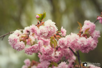 srp_kunsthandwerkermarkt-blumen-dalchow-2016_034-Web