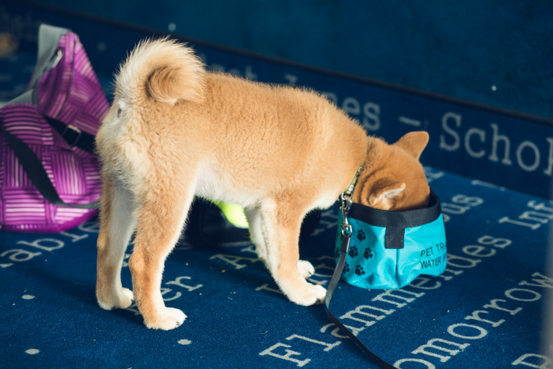 srp_sw-renegadeforces-solo-event_012