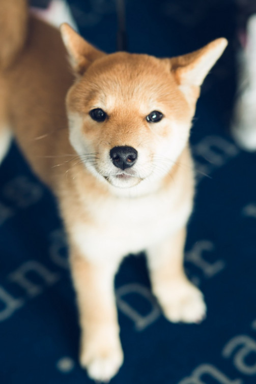 srp_sw-renegadeforces-solo-event_014