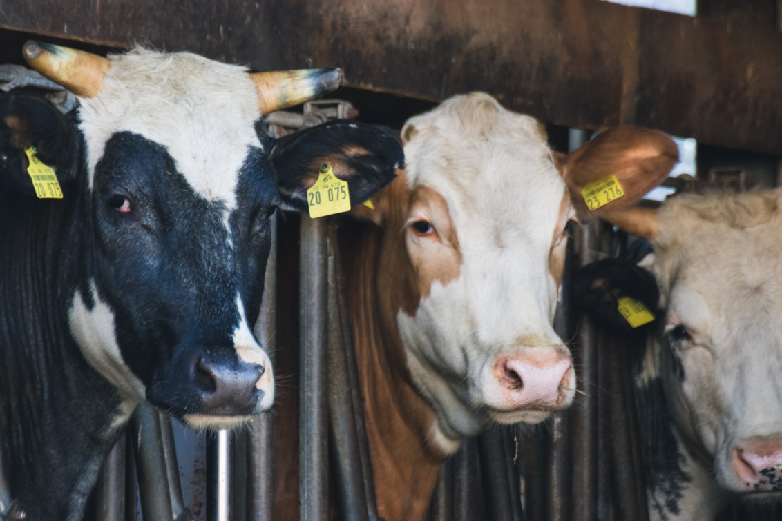 srp_bs-allendorf-landsburg-2019_reportage_053