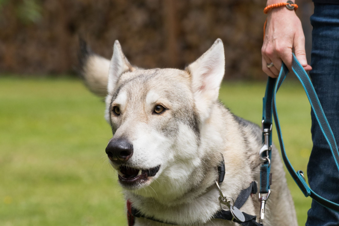 srp_tamaskan-sommerfest-2019_reportage_012