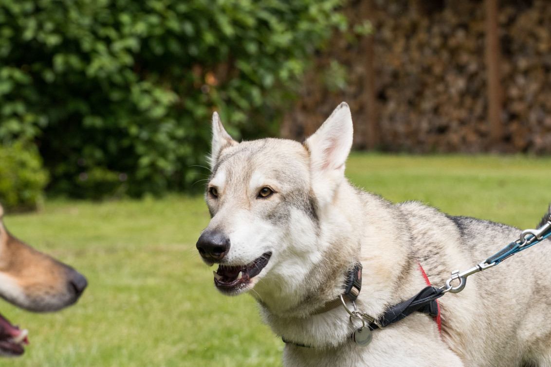 srp_tamaskan-sommerfest-2019_reportage_016