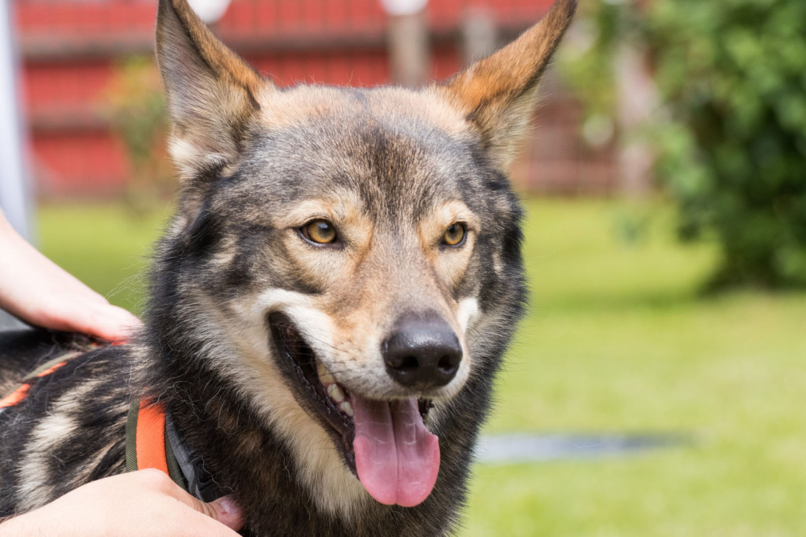 srp_tamaskan-sommerfest-2019_reportage_018