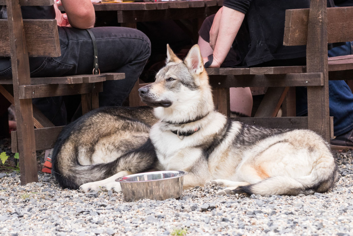 srp_tamaskan-sommerfest-2019_reportage_027