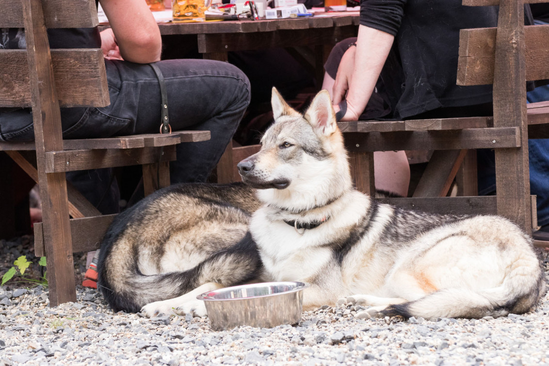 srp_tamaskan-sommerfest-2019_reportage_028