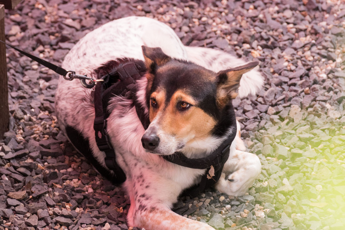 srp_tamaskan-sommerfest-2019_reportage_037