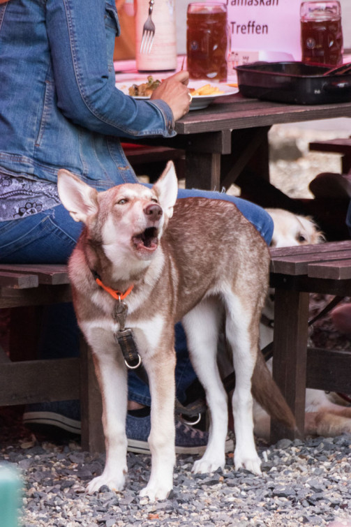 srp_tamaskan-sommerfest-2019_reportage_057