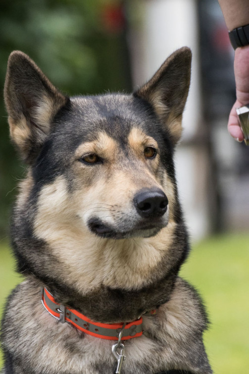 srp_tamaskan-sommerfest-2019_reportage_059