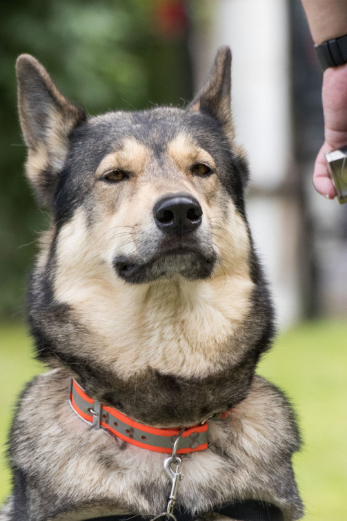 srp_tamaskan-sommerfest-2019_reportage_061