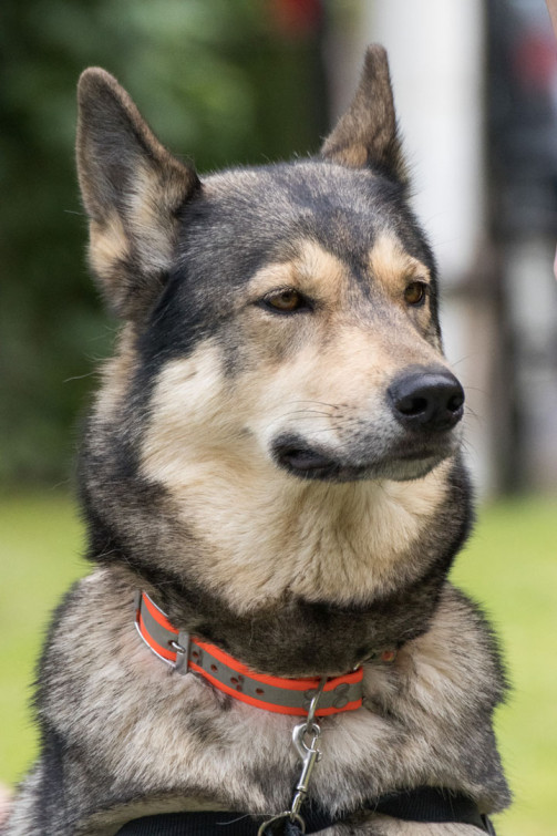 srp_tamaskan-sommerfest-2019_reportage_062