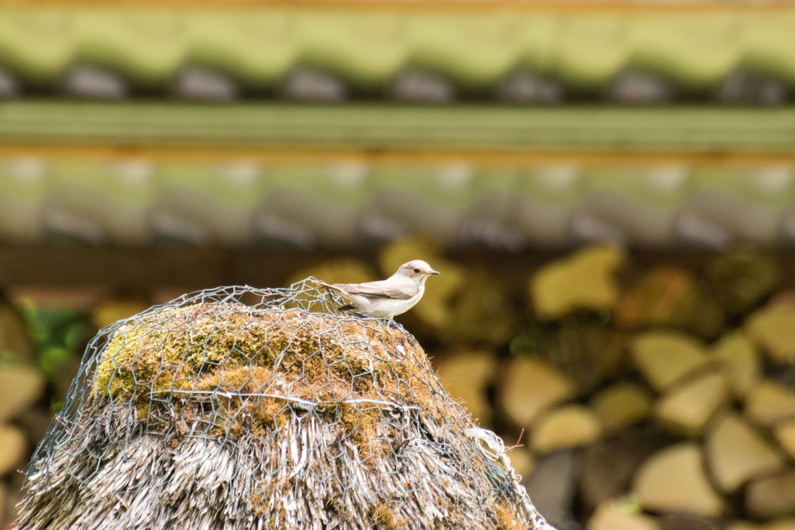 srp_tamaskan-sommerfest-2019_reportage_066