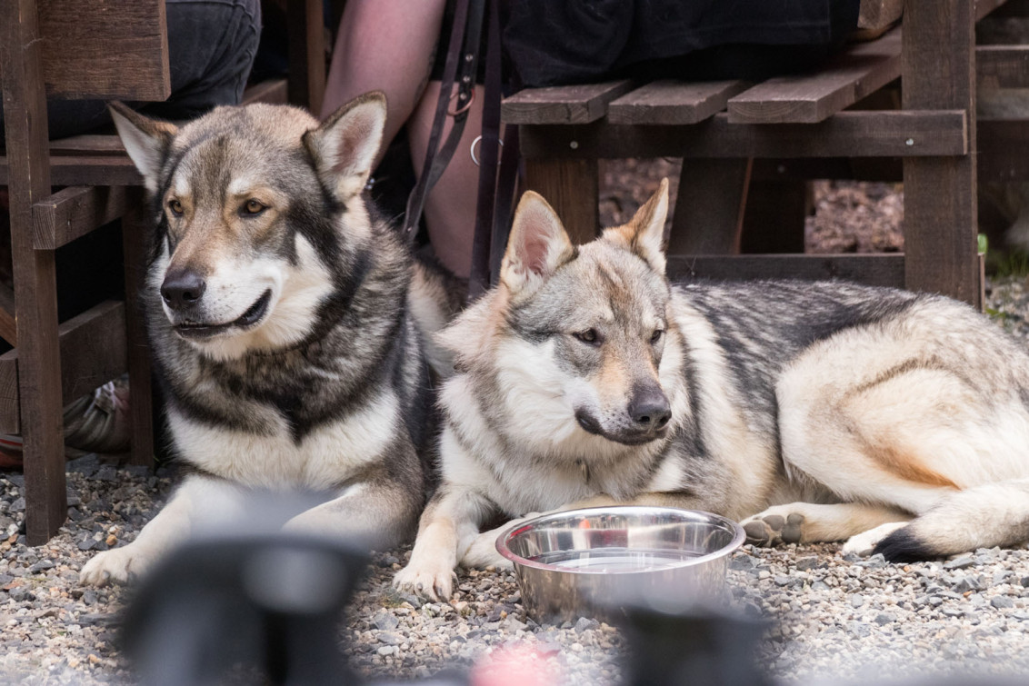 srp_tamaskan-sommerfest-2019_reportage_069