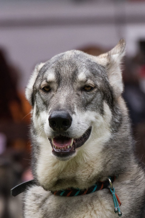 srp_tamaskan-sommerfest-2019_reportage_073