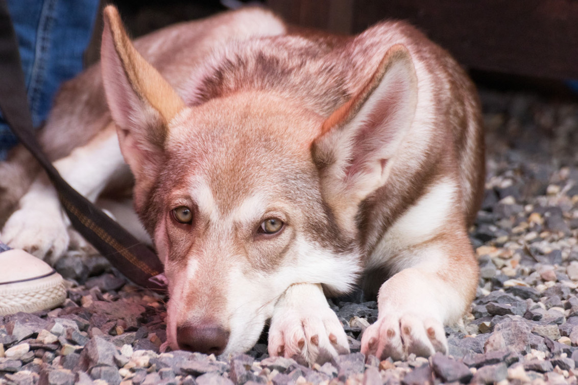 srp_tamaskan-sommerfest-2019_reportage_084