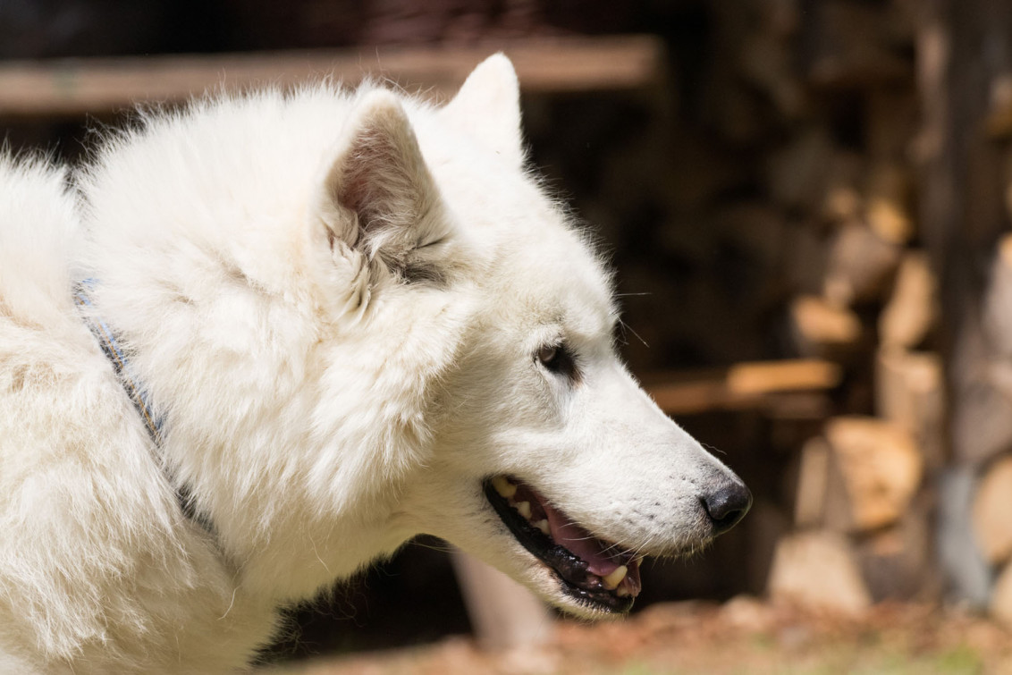 srp_tamaskan-sommerfest-2019_reportage_088