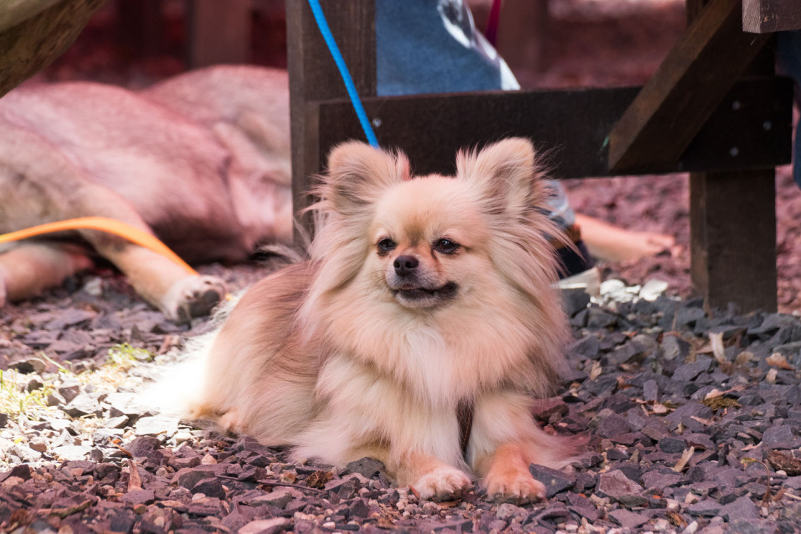 srp_tamaskan-sommerfest-2019_reportage_092