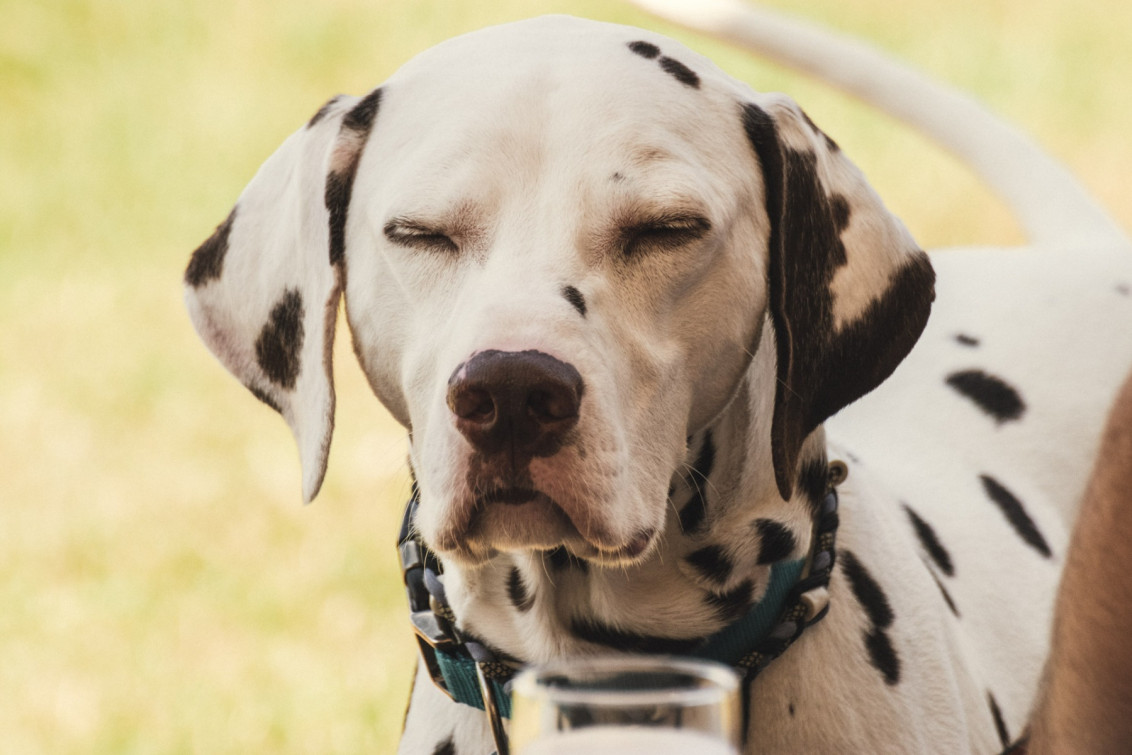 srp_100jahre-tsv-wiera-2019_160