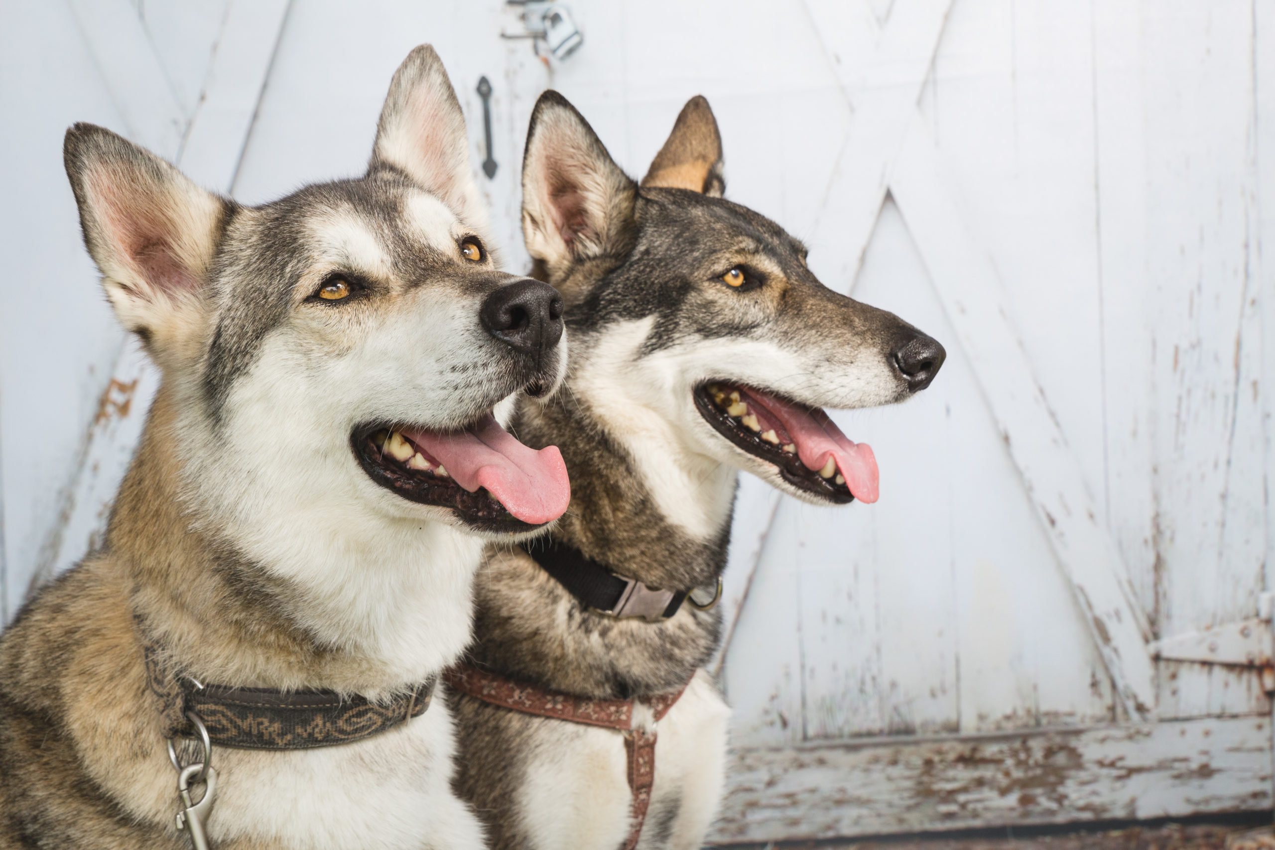 Du betrachtest gerade Sommerfest des Tamaskanen Verein in Neukirchen – 09.06.2019